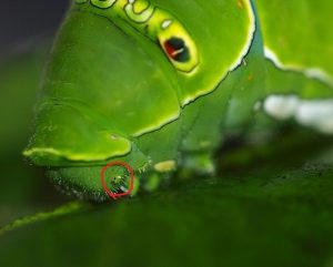 幼虫の目