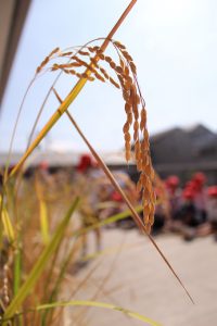 お米の収穫