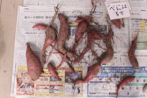 さつまいも収穫しました