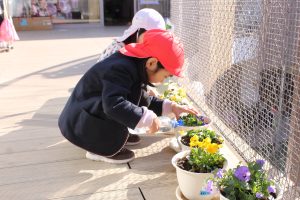 自分のビオラを育てます！